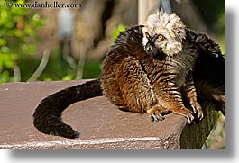 images/California/SanFrancisco/Zoo/Lemurs/lemur-03.jpg