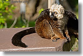 animals, california, horizontal, lemurs, san francisco, west coast, western usa, zoo, photograph