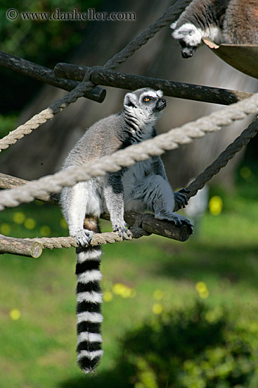 lemur-04.jpg