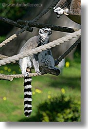 animals, california, lemurs, san francisco, vertical, west coast, western usa, zoo, photograph