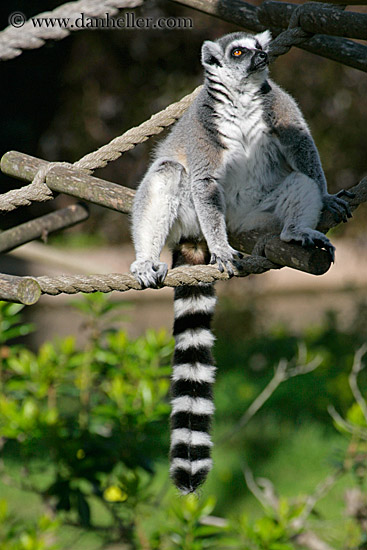 lemur-05.jpg