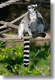 images/California/SanFrancisco/Zoo/Lemurs/lemur-05.jpg