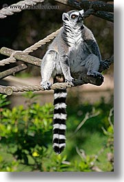 animals, california, lemurs, san francisco, vertical, west coast, western usa, zoo, photograph