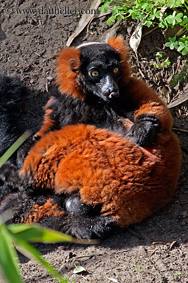 red-ruffed-lemur-01.jpg