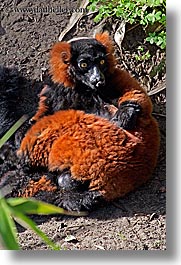 animals, california, lemurs, red, ruffed, san francisco, vertical, west coast, western usa, zoo, photograph