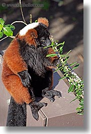 animals, california, lemurs, red, ruffed, san francisco, vertical, west coast, western usa, zoo, photograph