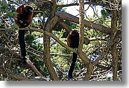 animals, california, horizontal, lemurs, red, ruffed, san francisco, west coast, western usa, zoo, photograph