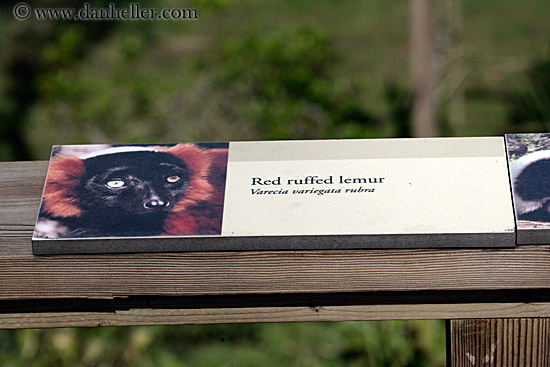 red-ruffed-lemur-sign.jpg