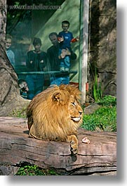 images/California/SanFrancisco/Zoo/Lions/lion-1.jpg