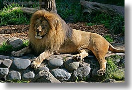 images/California/SanFrancisco/Zoo/Lions/lion-3.jpg