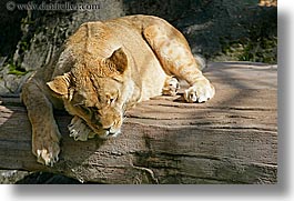 images/California/SanFrancisco/Zoo/Lions/lion-5.jpg