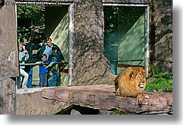 images/California/SanFrancisco/Zoo/Lions/ppl-watching-lion-1.jpg