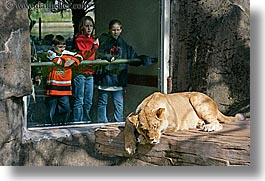 images/California/SanFrancisco/Zoo/Lions/ppl-watching-lion-2.jpg