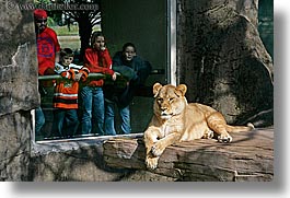 images/California/SanFrancisco/Zoo/Lions/ppl-watching-lion-3.jpg