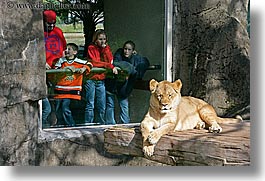 images/California/SanFrancisco/Zoo/Lions/ppl-watching-lion-4.jpg