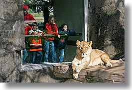 images/California/SanFrancisco/Zoo/Lions/ppl-watching-lion-5.jpg