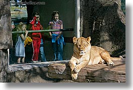 images/California/SanFrancisco/Zoo/Lions/ppl-watching-lion-6.jpg
