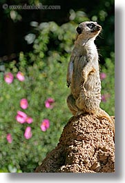 animals, california, meerkat, san francisco, vertical, west coast, western usa, zoo, photograph