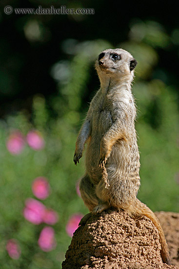 meerkat-02.jpg