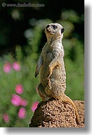 animals, california, meerkat, san francisco, vertical, west coast, western usa, zoo, photograph