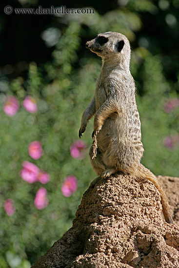 meerkat-03.jpg