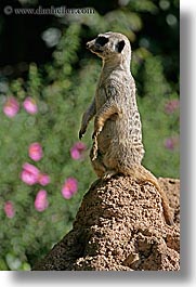 animals, california, meerkat, san francisco, vertical, west coast, western usa, zoo, photograph