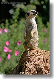 images/California/SanFrancisco/Zoo/Meerkat/meerkat-04.jpg