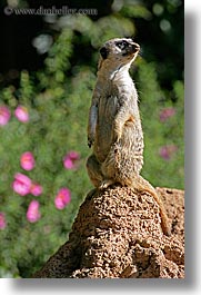 animals, california, meerkat, san francisco, vertical, west coast, western usa, zoo, photograph