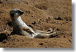 images/California/SanFrancisco/Zoo/Meerkat/meerkat-05.jpg