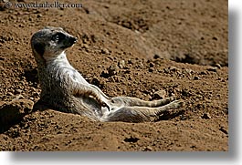 animals, california, horizontal, meerkat, san francisco, west coast, western usa, zoo, photograph