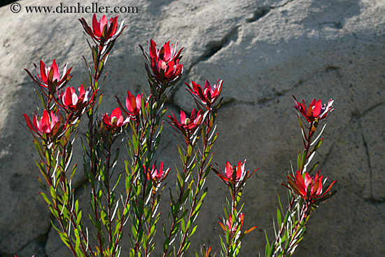 red-flowers.jpg