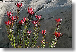 california, flowers, horizontal, red, san francisco, west coast, western usa, zoo, photograph