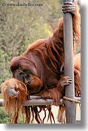 animals, arangutan, california, san francisco, vertical, west coast, western usa, zoo, photograph