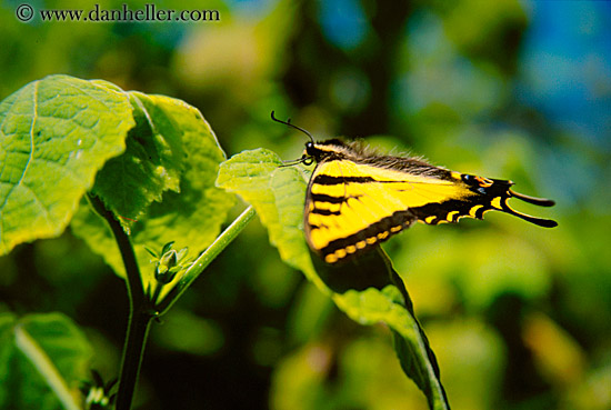butterfly.jpg