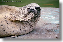 animals, california, horizontal, san francisco, sea lions, seal, west coast, western usa, zoo, photograph