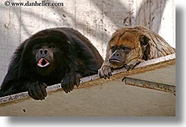 animals, california, horizontal, howler, howler monkeys, monkeys, primates, san francisco, west coast, western usa, zoo, photograph