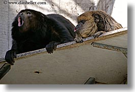 animals, california, horizontal, howler, howler monkeys, monkeys, primates, san francisco, west coast, western usa, zoo, photograph