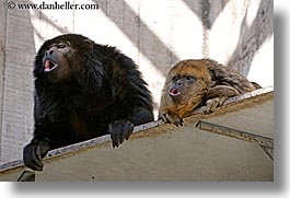 animals, california, horizontal, howler, howler monkeys, monkeys, primates, san francisco, west coast, western usa, zoo, photograph