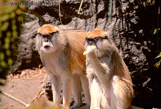 patas-monkeys-1.jpg