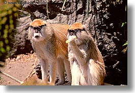 animals, california, horizontal, monkeys, patas, primates, san francisco, west coast, western usa, zoo, photograph