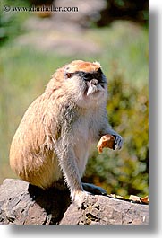 animals, california, monkeys, patas, primates, san francisco, vertical, west coast, western usa, zoo, photograph