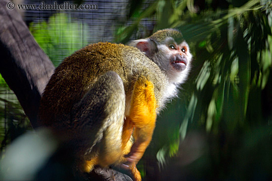 squirrel-monkey.jpg