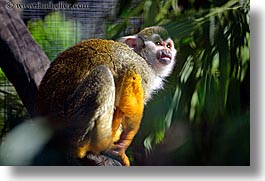 animals, california, horizontal, monkeys, primates, san francisco, squirrel, west coast, western usa, zoo, photograph