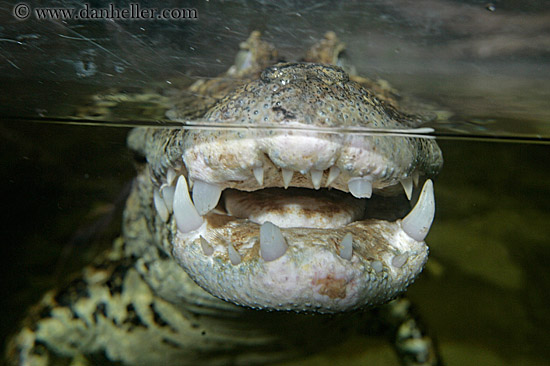 broad_nosed-caiman-1.jpg