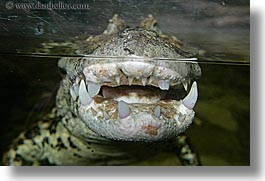 animals, broad nosed, caiman, california, horizontal, reptiles, san francisco, west coast, western usa, zoo, photograph