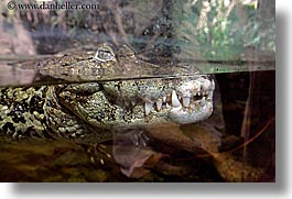 images/California/SanFrancisco/Zoo/Reptiles/broad_nosed-caiman-2.jpg