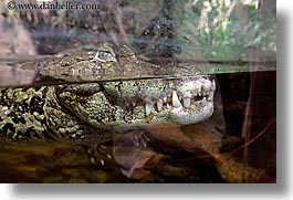 animals, broad nosed, caiman, california, horizontal, reptiles, san francisco, west coast, western usa, zoo, photograph