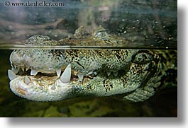 images/California/SanFrancisco/Zoo/Reptiles/broad_nosed-caiman-3.jpg