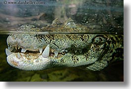 animals, broad nosed, caiman, california, horizontal, reptiles, san francisco, west coast, western usa, zoo, photograph