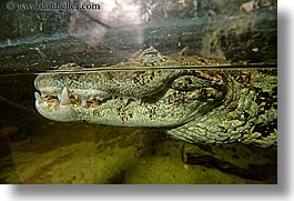 animals, broad nosed, caiman, california, horizontal, reptiles, san francisco, west coast, western usa, zoo, photograph